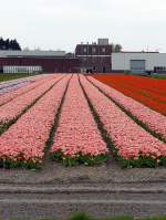 Blumenfelder bei Leiden 27-04-2008.