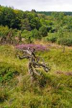   Eine Impression In der Gambacher Wacholderheide am 23.08.2014, wo zurzeit die Heide blüht.