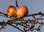 Duo de pommes. 11.12.2018 (Jeanny)