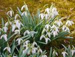 Der Frhling ist auch in Herdorf angekommen:     Schneeglckchen in unserem Garten (08.04.2013).