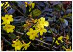 Frühling im Januar...