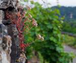 An einer Weinbergsttzmauer am  am 20.06.2014 bei Winningen (Mosel).