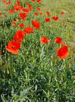   Ein Klatschmohn mitten in Mannheim am 31.05.2014.