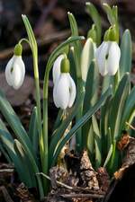 Der Frhling hlt Einzug in unserem Garten.