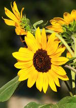 Sonnenblumenvariationen in unserem Garten.