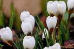 Liichtmssdag - Am 02.02.2010 ffneten die ersten Krokusse ihre Kelche in unserem klitschnassen Blumenbeet.