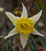 Eine einzelne Narzissenblüte aus dem Blütenmeer.