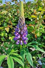 Farbenpracht in unserem Garten. Die Lupine öffnet langsam ihre Blüten. 27.05.2023 (Smartphone Jeanny)