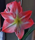 Eine unserer Amaryllis Blten, aufgenommen 11.01.2024 