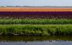 Bunte Pracht auf eienm Tulpenfeld in Lisse/NL am 23.04.2014