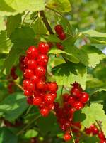   Bald sind die roten Johannisbeeren in unseren Garten reif zur Ernte (Herdorf 07.07.2014).