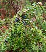   Wacholderbeeren an einem Wacholderstrauch am 13.08.2014 in der Gambacher Wacholderheide (Burbach).