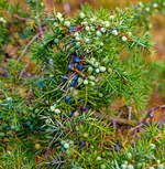 
Gemeiner Wacholder (Juniperus communis): Blätter und beerenförmige Zapfen, besser bekannt als Wacholderbeeren (Baccae juniperi, auch Kranewittbeeren) in verschiedenen Reifestadien.
Am 10.08.2020 in der Gambacher Heide bei Burbach im Siegerland.

Wacholderbeeren ein wichtiges Gewürz in vielen europäischen Küchen. Er ist das einzige Beispiel für ein Gewürz aus der Gruppe der Nadelhölzer (coniferae), und auch eines der wenigen Gewürze aus gemäßigtem bis kühlem Klima, wenngleich die besten Qualitäten aus Südeuropa stammen. Wacholder wird viel in der traditionellen Küche Mitteleuropas verwendet, z. B. für die Spezialität Sauerkraut. Das Hauptanwendungsgebiet des Wacholders sind allerdings Fleischgerichte; besonders für Wildbret ist er unentbehrlich. Er verträgt sich gut mit Pfeffer, Majoran und Lorbeerblättern. Wacholderbeeren, die eigentlich Zapfen sind, sollten unmittelbar vor der Verwendung zerdrückt werden.