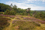 
Ein Hauch von Lüneburger Heide in der Mitte Deutschlands: In der Gambach bei Burbach können Besucher die letzte große Wacholderheide des Siegerlandes.
Am 10.08.2020 in der Gambacher Heide bei Burbach im Siegerland.