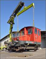 Spitzmaus auf Reisen.