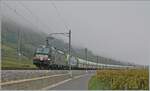 Die X4E-711 (im Einsatz für die BLS) und die BLS Re 465 mit einem Güterzug zwischen Ligerz und La Neuveville.