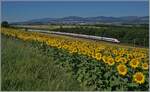 Während im Vordergrund ein Sonnenblumenfeld das Bild ziert, zeigen sich dahinter zwei ICN RBDe 500 als IC 5 auf dem Weg in Richtung Zürich.