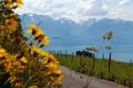 Was will man noch mehr: Blumen, Rindvieh, Wasser und Berge, zudem gibt es auch noch viele Bahnen.