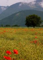 Ein Rapsfeld mit Mohnblumen im Rhonetal  (14.06.2010)