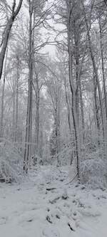 Wei�e Pracht auf dem Erinnerungsrundweg an die Ardennenoffensive von 1944/45.
Nahe dem Schumannseck nahe Wiltz  11.01.2026