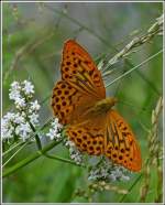 Kaisermantel (Argynnis paphia) 04.07.2012 (Hans)