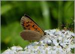 Kleine Feuerfalter (Lycaena phlaeas) mit eingerolltem Rssel.