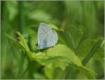 Fotografiert auf unserer Nachbarswiese: ein Schmetterling Namens Bluling.