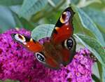 Tagpfauenauge an der Blte des Schmetterlingsstrauches in unserem Garten.12.09.2021