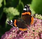 Admiral an der Fetten Henne Blte in unserem Garten.12.09.2021