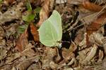 Ein Gelbling stemmt sich am Waldboden gegen den Wind. 11.03.2022