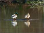 Enten auf dem Surfbrett.