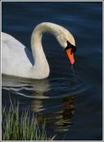 Ein Schwan beim Grndeln.