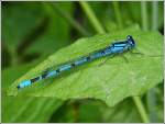 Gemeine Becherjungfer (Enallagma cyathigerum) whrend einer kurzen Rast auf einem Blatt.