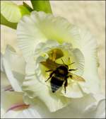 Eine Hummel besucht die Gladiole.