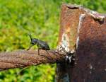 Ein Käfer sonnt sich in Enspel (Westerwald) am 05.05.2014.