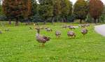 Im Schloßpark vom Schloss Moritzburg gab es am 27.08.2013 sehr viele Graugänse.