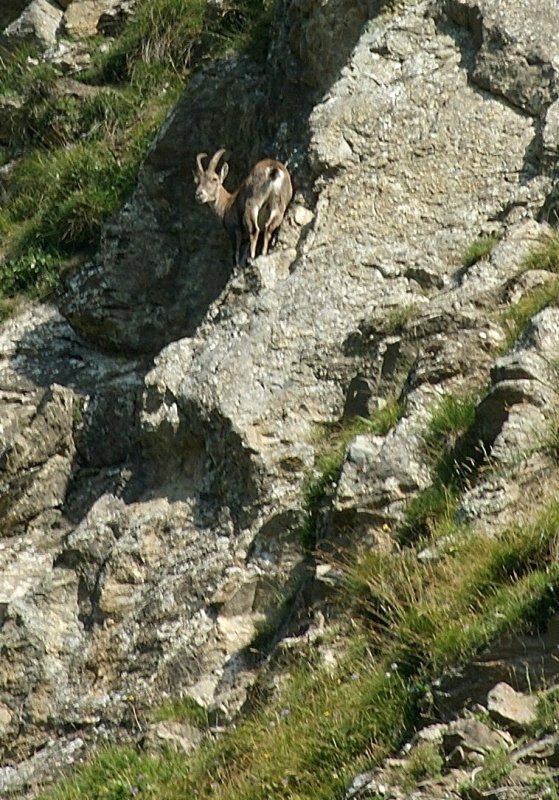 Was machen die denn da? Diese Frage stellte sich offenbar dieser Steinbock als er in unsere Richtung blickte.
(August 2009) 